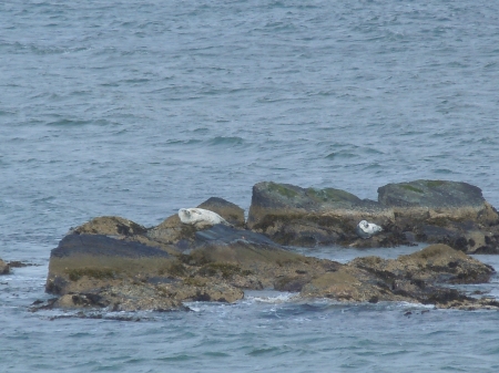 Zeehonden op de rotsen uit de kust van Islay